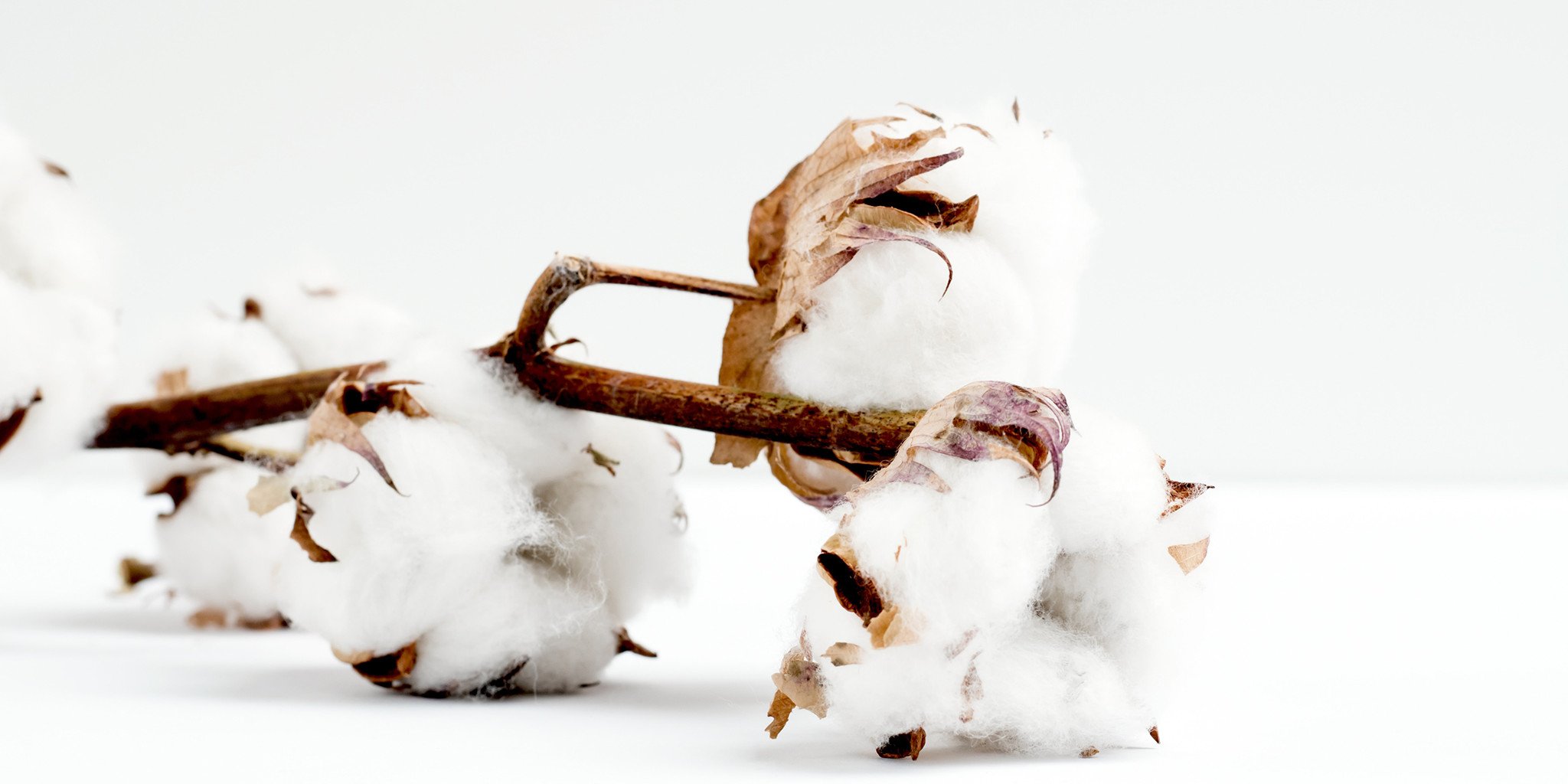 BCI Cotton chất liệu tiềm năng cho nỗ lực xanh hóa ngành thời trang toàn diện-1.jpg
