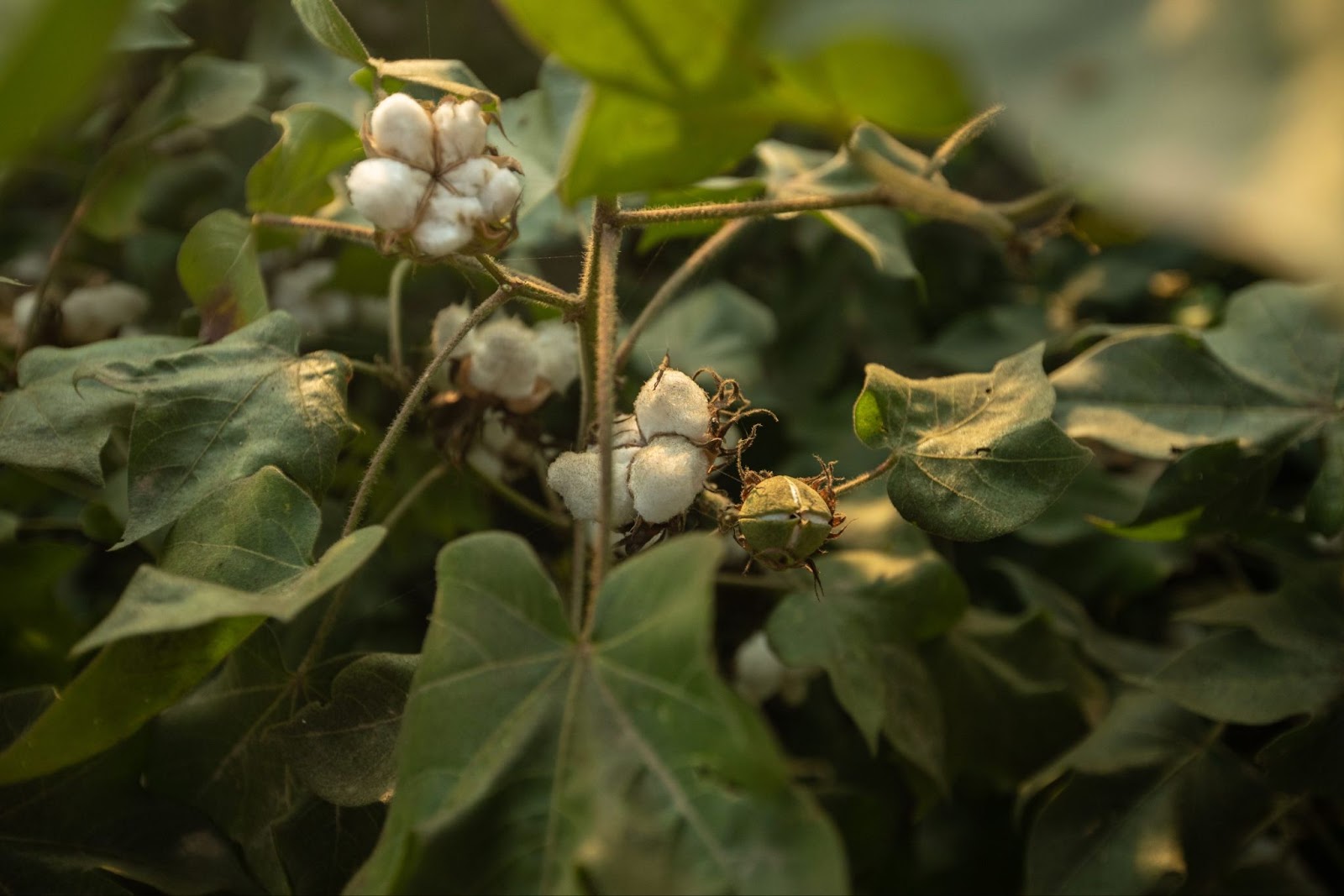 BCI Cotton chất liệu tiềm năng cho nỗ lực xanh hóa ngành thời trang toàn diện-2.jpg
