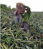 Giới Thiệu Về Công Ty Sản Xuất Sợi Dứa ECOSOI