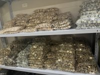 Nút nhựa ngọc sẵn sll