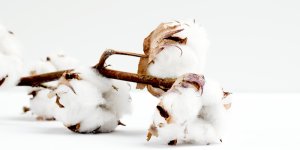 BCI Cotton - chất liệu tiềm năng cho nỗ lực “xanh hóa” ngành thời trang toàn diện