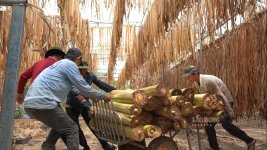 Cận cảnh công đoạn biến cây chuối thành sợi để dệt vải, dây đan đồ mỹ nghệ